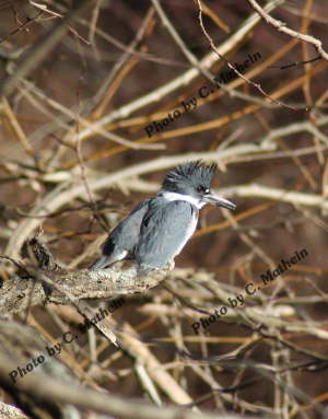 Gkingfisher